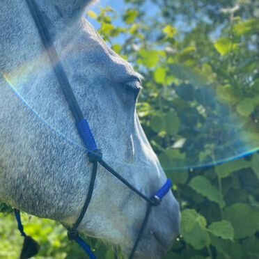 Недоуздки, вяжу под заказ. На коров, лошадей, коз