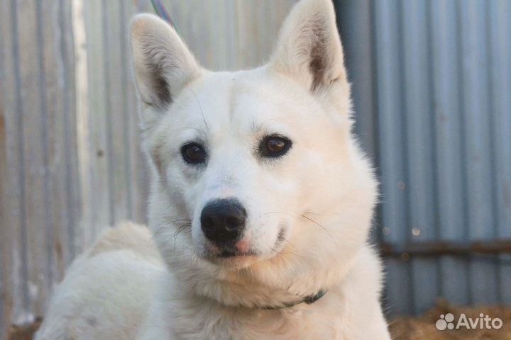 Белоснежная хаски друг