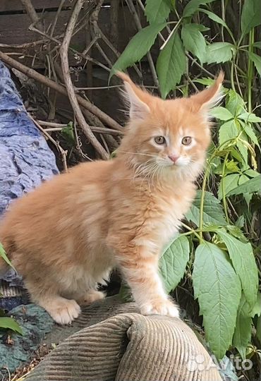 Мейн-кун котята