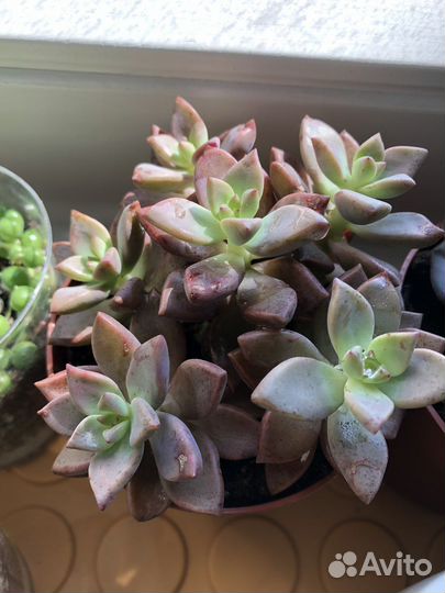 Суккуленты