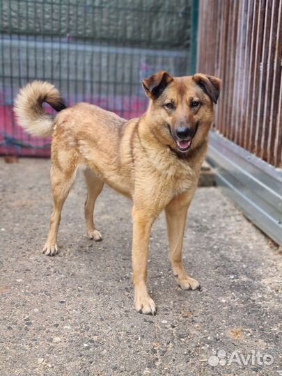 Спасите собачку Кози из приюта