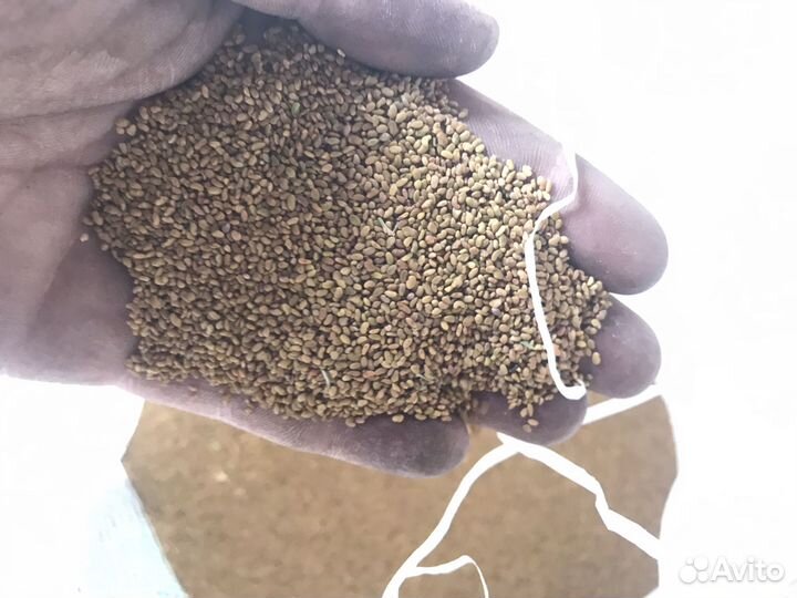 Семена Люцерны