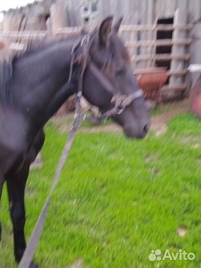 Продам лошадь