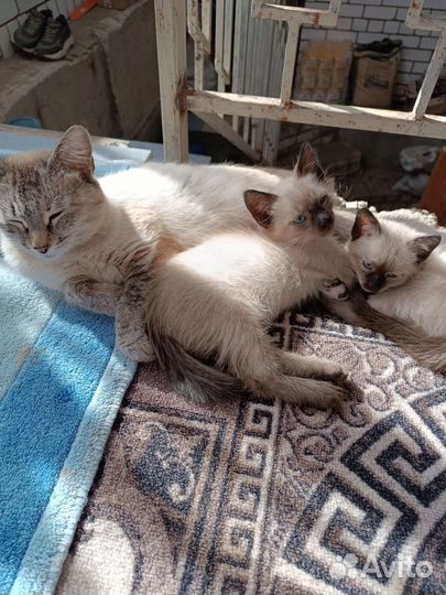 Сиамские катята