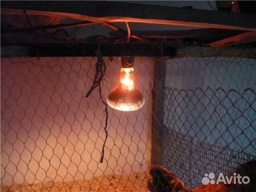 Лампа икзк 250вт е27 инфракрасная для животных