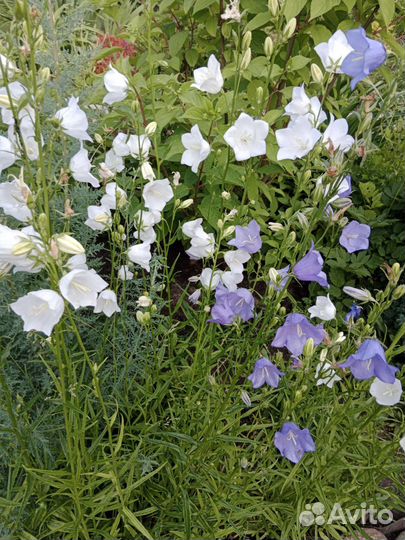 Многолетники из своего сада