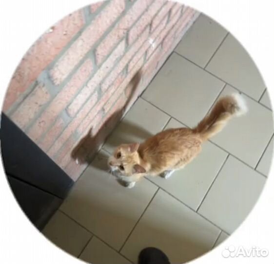 Котик в добрые руки