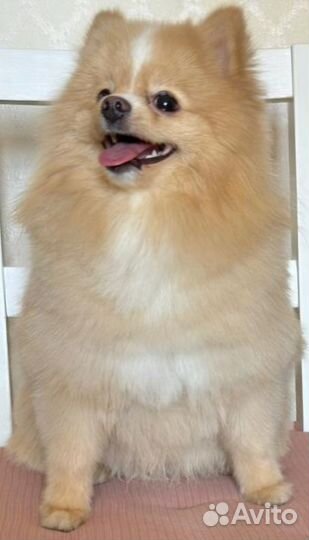 Померанский шпиц мини вязка