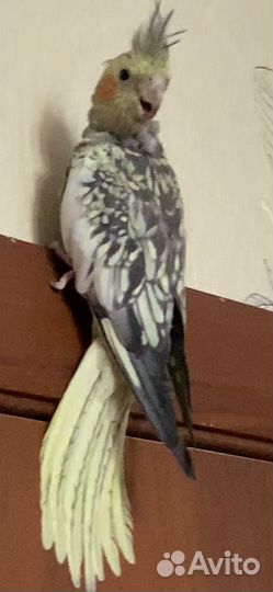 Кареллы птенцы