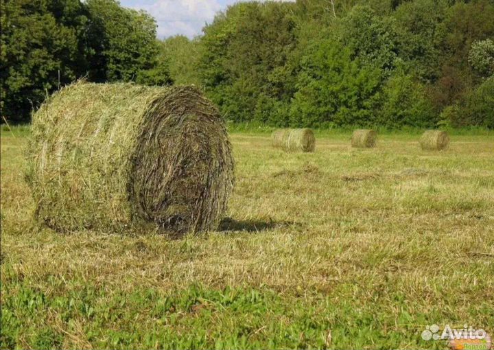 Сено в тюках и в рулонах