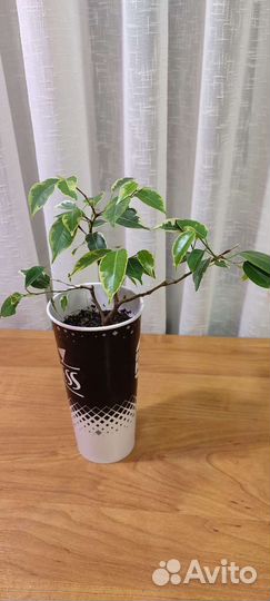 Фикус Бенджамина Кинки