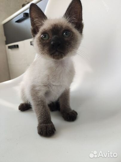 Сиамский котёнок девочка