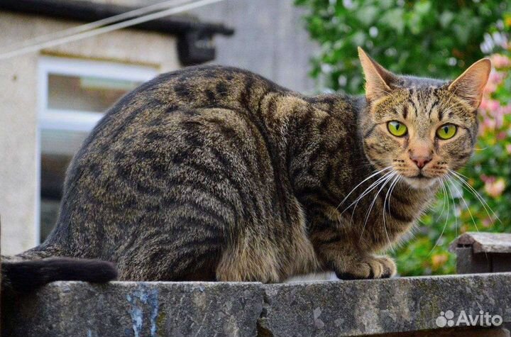 Отдадим котят в добрые руки