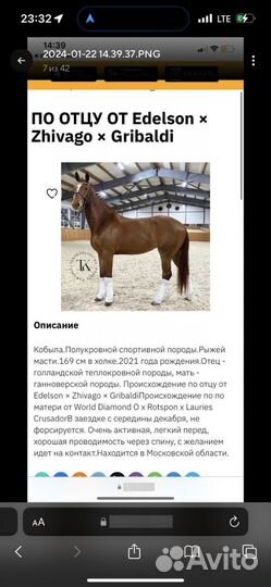 Продается молодая спортивная кобыла kwpn