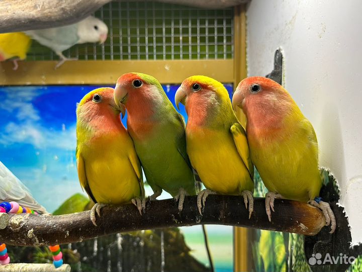 Неразлучники розовощекие