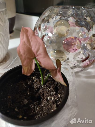 Сингониум Регина ред