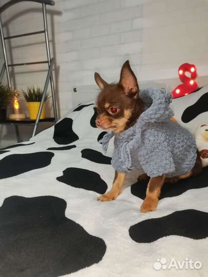 Кофта для маленьких собак