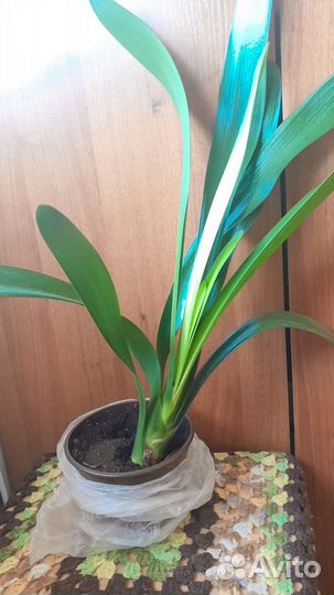 Кливия киноварная