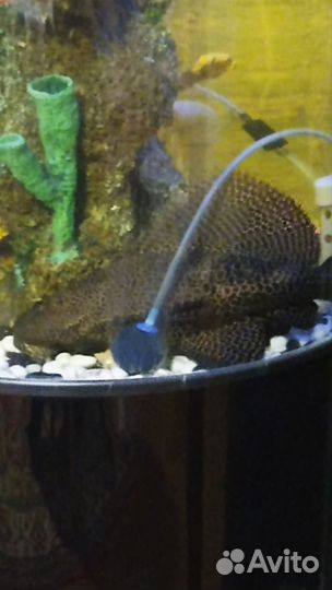 Рыба птеригоплихт (парчовый сом)