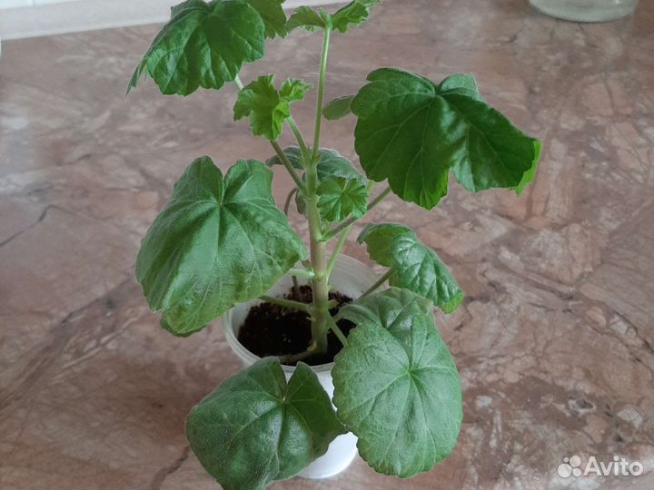 Пеларгония Paul West