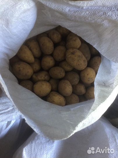 Продам картофель