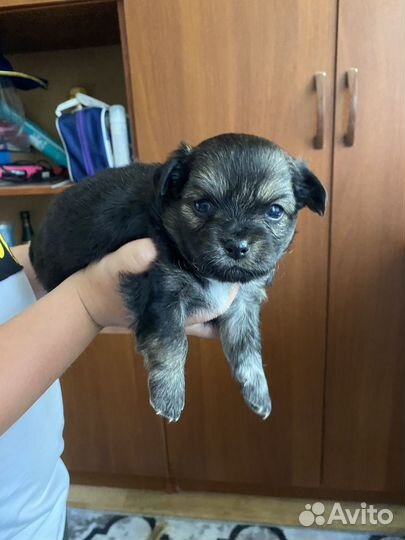 Щенки чихуахуа