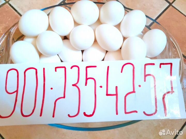 Яйцо инкубационное кур породы Леггорн