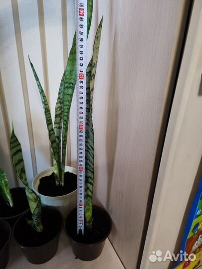 Сансевиерия (тещин язык)