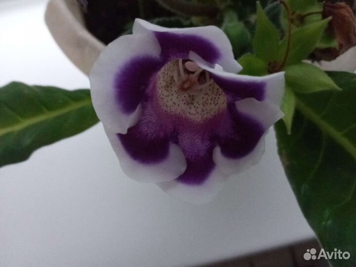 Глоксиния в горшке