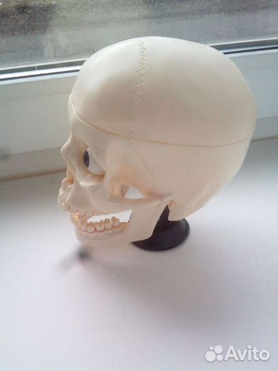 Череп пластмассовый на подставке