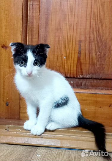 Котенок в добрые руки