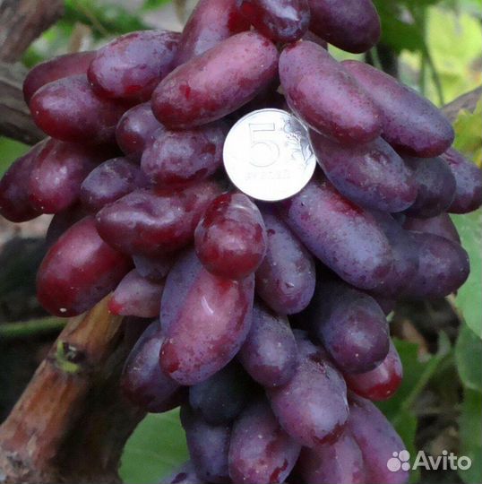 Саженцы Винограда Изюминка