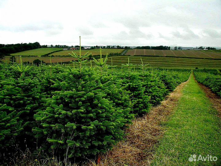 Ель Голубая из питомника с доставкой