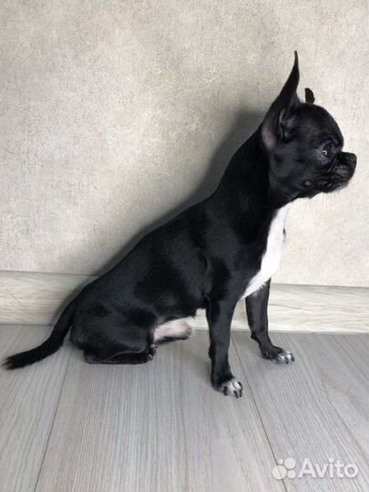 Вязка чихуахуа мальчик