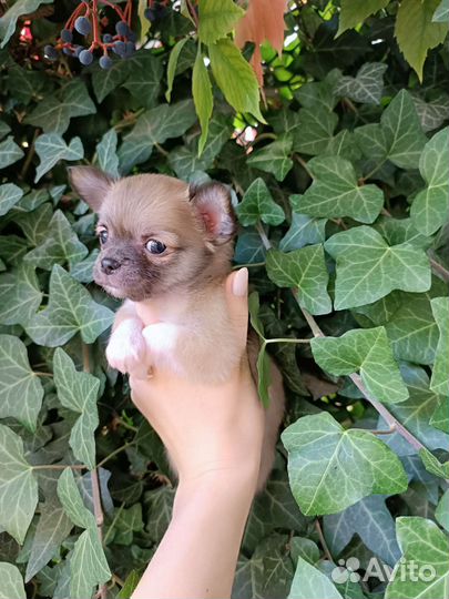 Чихуахуа девочка