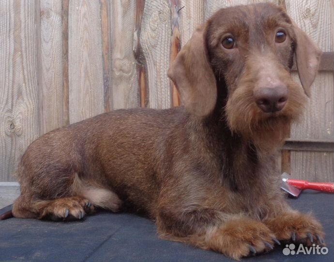 Кобели для вязок