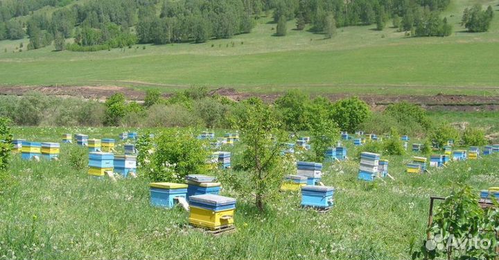 Алтайский луговой мед оптом