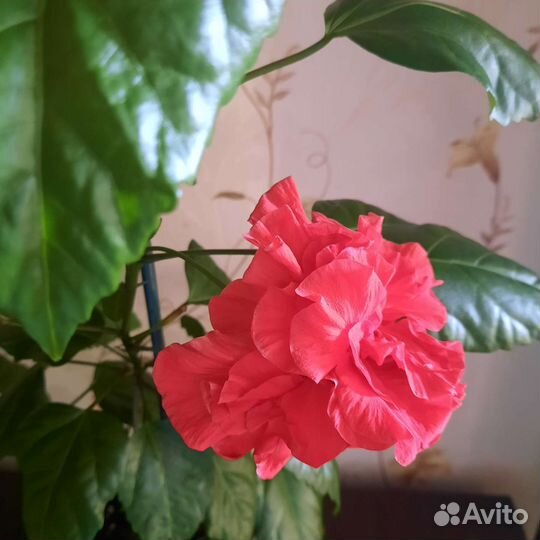 Гибискус(китайская роза)