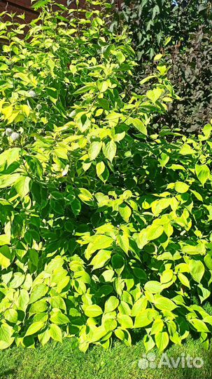 Декоративные кустарники, садовые растения