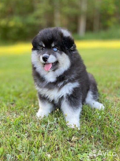 Помски Медвежонок /мини хаски