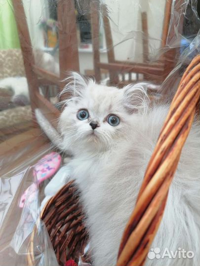Персидские котята