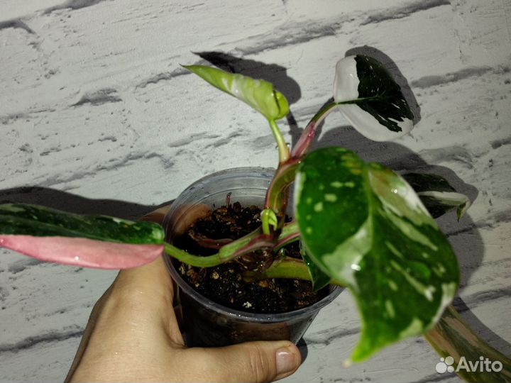 Филодендрон белая принцесса с розовым варом