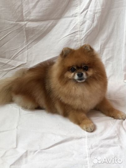 Померанский Шпиц на Вязку (мальчик)