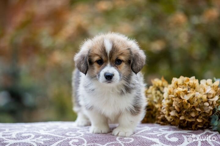 Мальчик пемброк