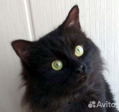 Обаятельный молодой кот в дар