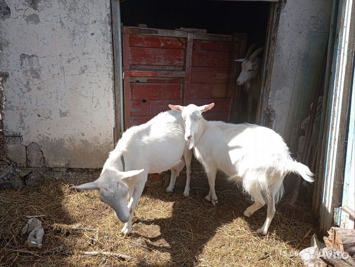 Козы, зааненская порода, высокоудойные