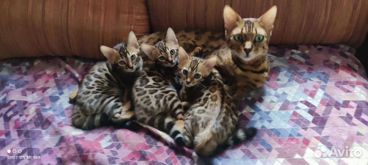 Бенгальские котята