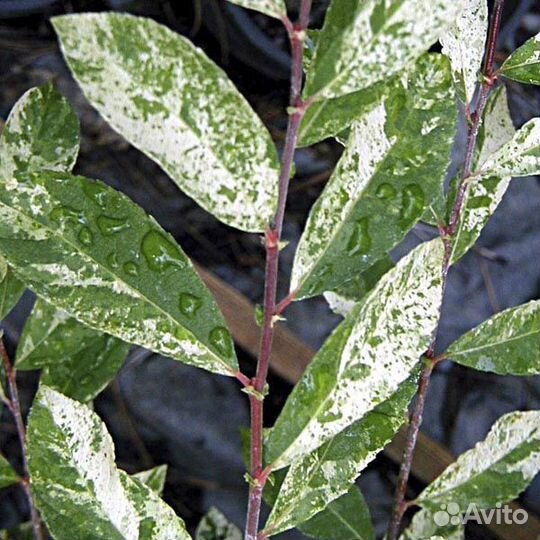 Ива Триколор и ива Хакуро Нишики