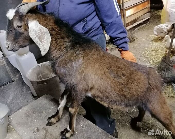 Альпийско- нубийский козел
