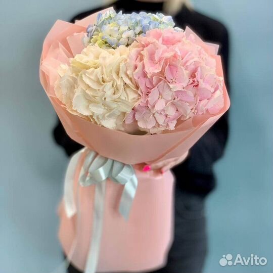 Три раноцветных гортензии